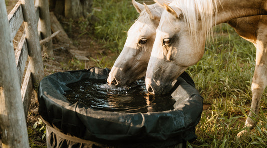 Horses drink clean, algae-free water from a hard plastic stock tank.